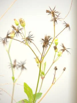 Wild Flowers Stock Photos