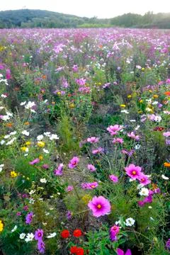 Wild flowers Stock Photos