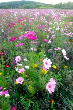 Wild flowers Stock Photos