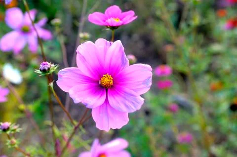 Wild flowers Stock Photos