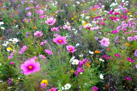Wild flowers Stock Photos