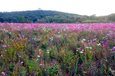 Wild flowers Stock Photos