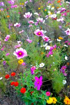 Wild flowers Stock Photos