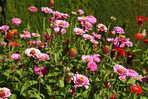 Wild flowers Stock Photos
