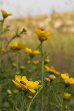 Wild flowers . Stock Photos