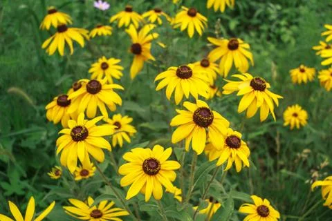 Wild flowers Stock Photos
