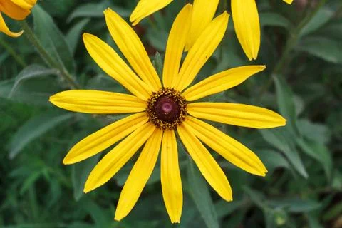 Wild flowers Stock Photos