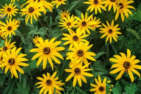 Wild flowers Stock Photos