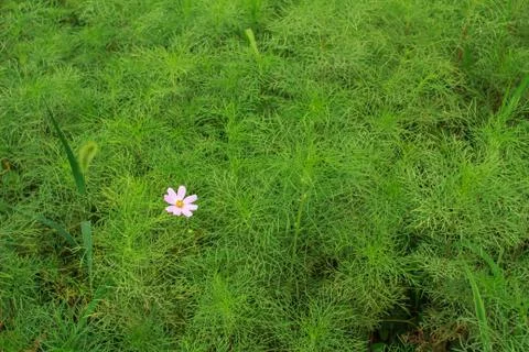 Wild flowers Stock Photos