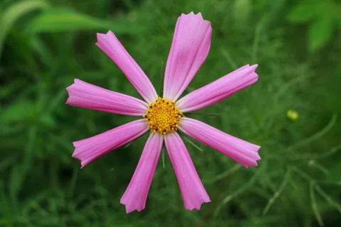 Wild flowers Stock Photos