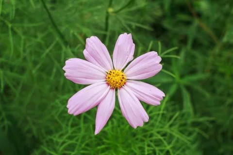 Wild flowers Stock Photos
