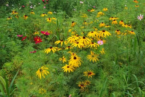Wild flowers Stock Photos