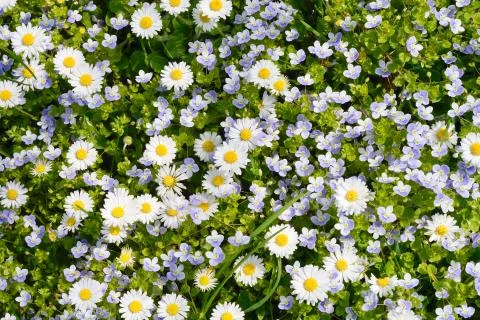 Wild flowers Stock Photos