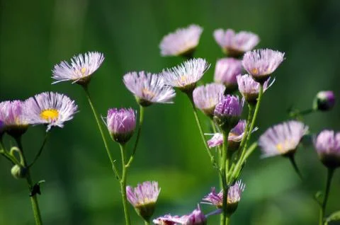 Wild flowers Stock Photos