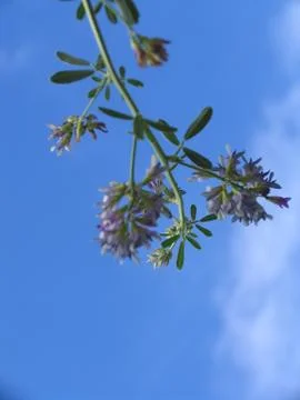 Wild Flowers Foto stock