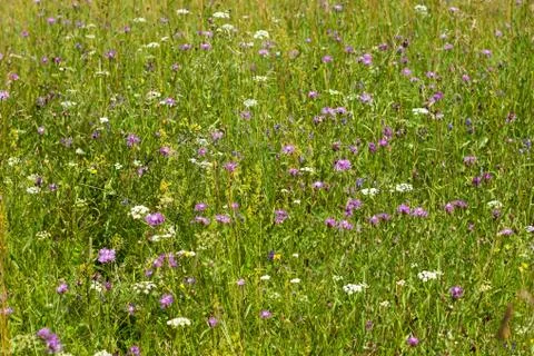 Wild flowers Stock Photos