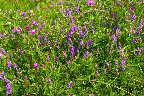 Wild flowers Stock Photos