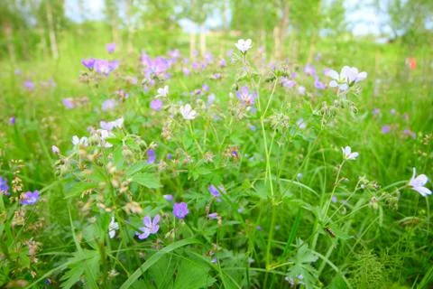 Wild flowers Stock Photos