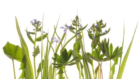 Wild flowers Stock Photos