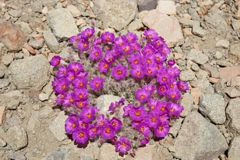 Wild Flowers Stock Photos