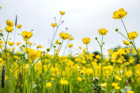 Wild flowers Stock Photos