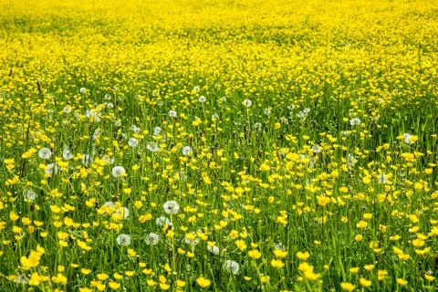 Wild flowers Stock Photos
