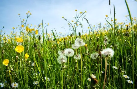 Wild flowers Stock Photos