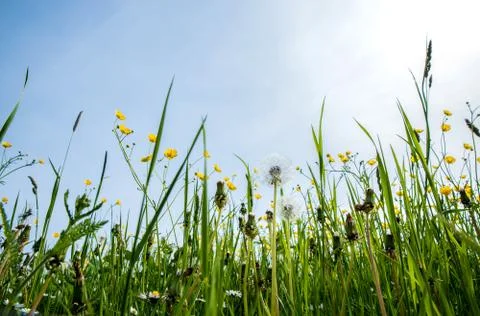 Wild flowers Stock Photos