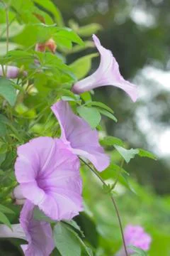 Wild flowers Stock Photos