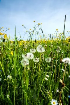 Wild flowers Foto stock