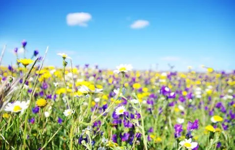 Wild flowers Stock Photos