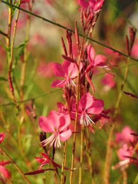 Wild flowers 库存照片