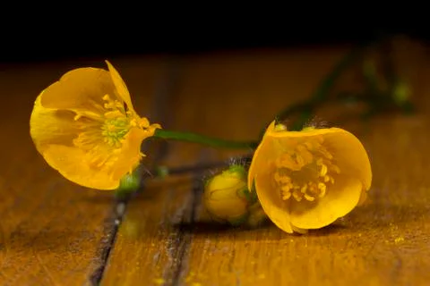 Wild flowers Stock Photos