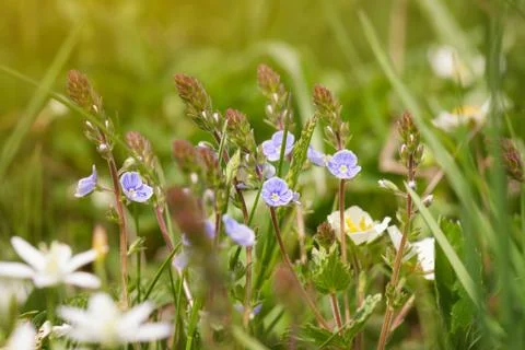 Wild flowers Stock Photos