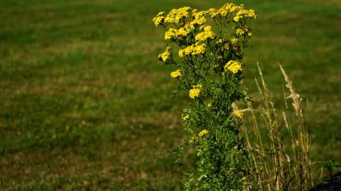 Wild flowers 写真素材