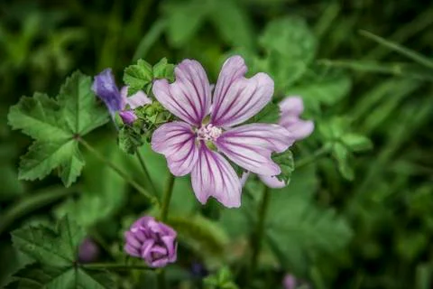 Wild Flowers Stock Photos