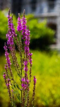 Wild flowers 写真素材