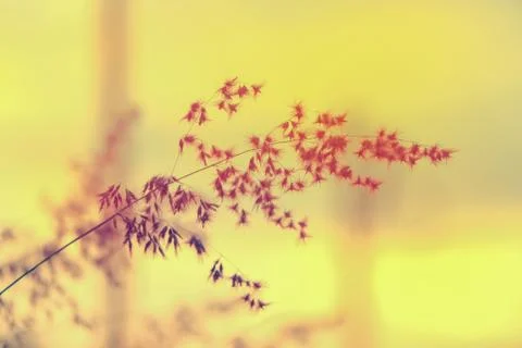 Wild flowers Stock Photos