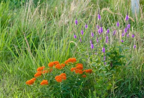 Wild Flowers Stock Photos