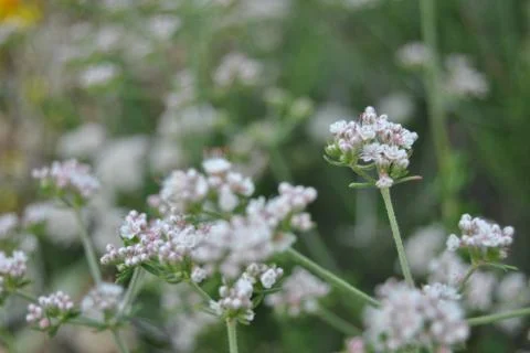 Wild flowers Stock Photos