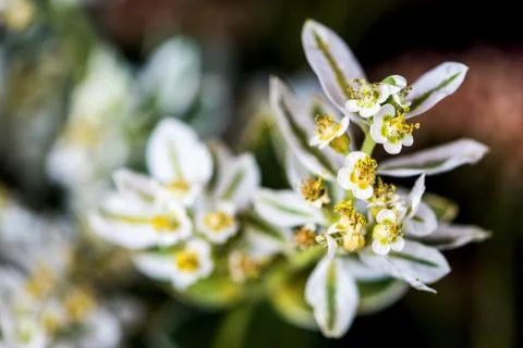 Wild flowers Stock Photos