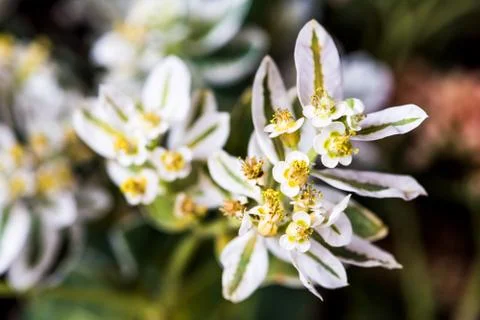Wild flowers Stock Photos