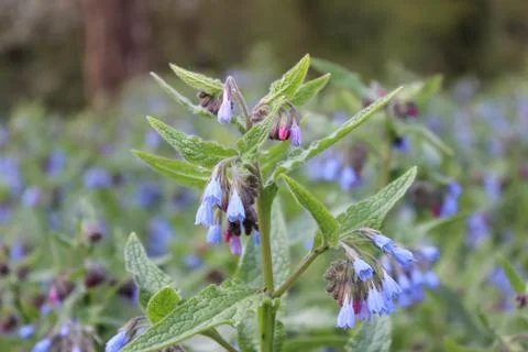 Wild Flowers Stock Photos