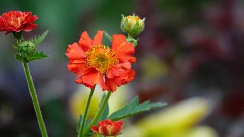 Wild flowers. 스톡 사진