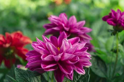 A wild flowers Stock Photos