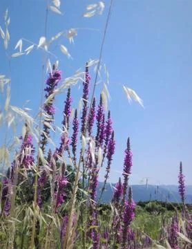Wild flowers Foto stock