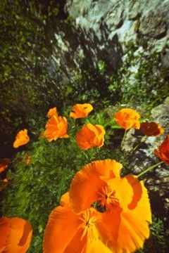 Wild flowers. Foto stock