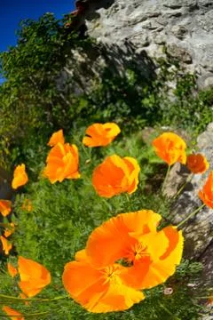 Wild flowers. Stock Photos