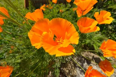Wild flowers. Stock Photos