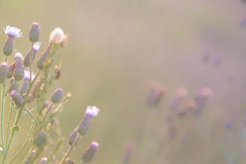 Wild flowers Stock Photos
